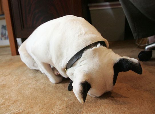 Kiko Sleeping on My Office Floor
Kiko likes to be right with me, under my chair.  He's curled up, with all of his legs underneath him.
Anahtar kelimeler: Kiko bull terrier asleep curled