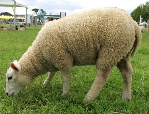 A Fluffy Lamb -- Royal Show 2005
Palabras clave: Royal Show fluffy lamb