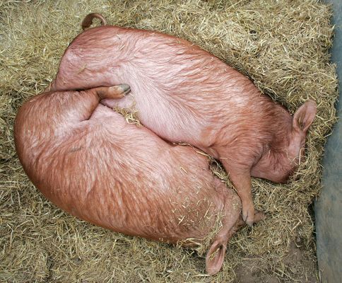 Two Cuddly Tamworth Pigs -- Royal Show 2005
Ključne besede: Tamworth pigs cuddly Royal Show