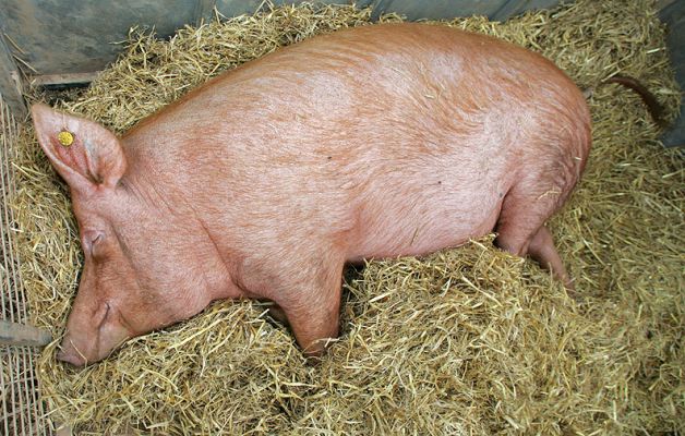 Tamworth Pig -- Royal Show 2005
Smiling pig, resting after the show.
Schlüsselwörter: Tamworth pig Royal Show smiling pig