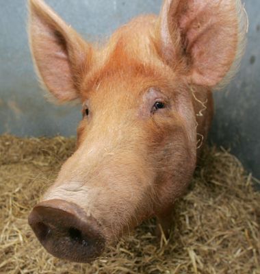 Tamworth Pig -- Royal Show 2005
Keywords: Tamworth pig Royal Show 2005 nose nosey long nose ears