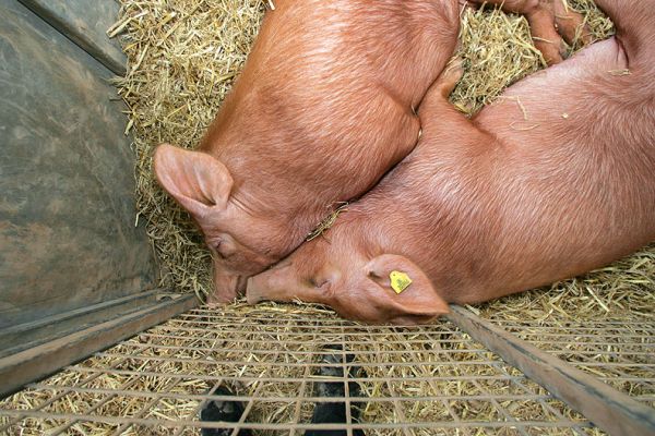Cuddly Tamworth Pigs, in Jail -- Royal Show 2005
After the show, these two Tamworth pigs were having a nice cuddle in their pen.
Palabras clave: Tamworth pig Royal Show 2005 nose nosey long nose ears
