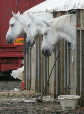 Three White Horses -- Royal Show 2005
Palabras clave: three white horses Royal Show