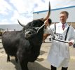 black-highland-bull1.jpg