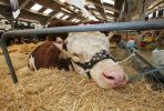 resting-bull.jpg