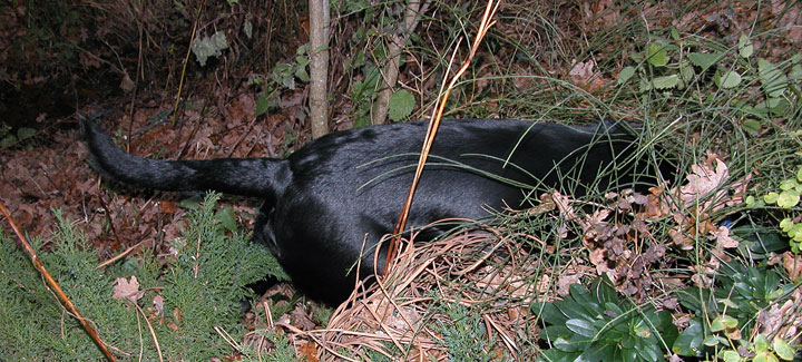 Exploring the Stream
الكلمات الإستدلالية(لتسهيل البحث): stream, Labrador, dog