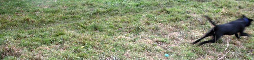 Running
Ključne besede: dog running