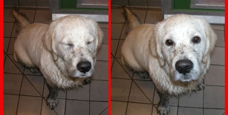 Two Shots of Joe
How could you not want to give him a pat and a cuddle --- and a cookie?
Schlüsselwörter: Joe, cuddle, dog, Lucies Farm