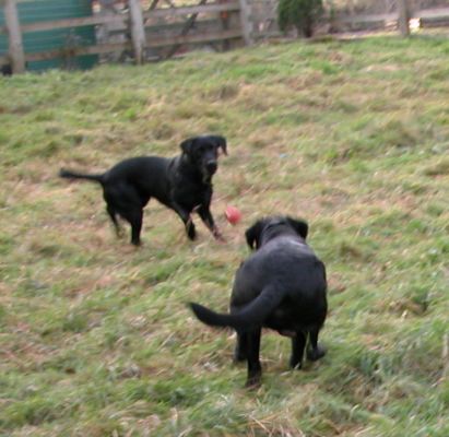 The Men Playing
Keywords: Labradors, Lucies Farm, dogs