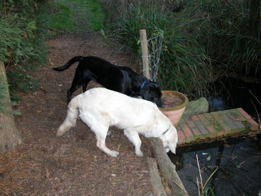 Having a Drink - in Black and White
Why do dogs prefer to drink from streams and canals instead of nice clean water in a stainless steel bowl?
Keywords: dogs, water, canal, drink, Lucies Farm