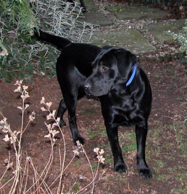 Labrador on Patrol
Keywords: Labrador, dog, kennel, Lucies Farm