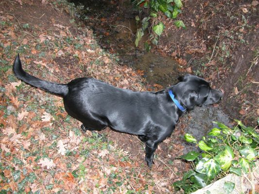 Checking out the stream, but afraid to take the small plunge
Keywords: Labrador, stream, dog