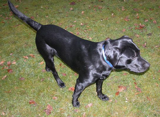 Labrador
Keywords: dog, Labrador, kennel