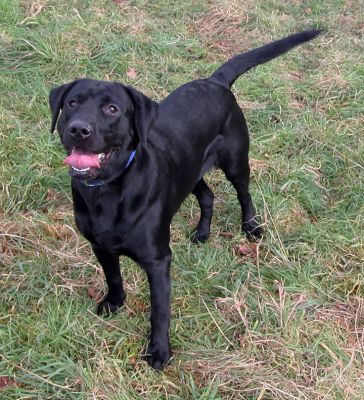 Labrador
Ключові слова: dog, Labrador, kennel