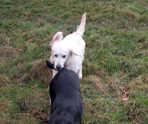 Joe Bites the Tail
Here's an interesting trick --- bite the other dog's tail.
Keywords: Joe, Labrador, dog, tail, Lucies Farm