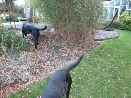 Exploring
Ключові слова: dog, Labrador, Lucies Farm