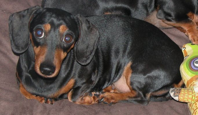 Chirstimas Visitor -- Kitty the Dog
Keywords: daschund, Kitty, Christmas