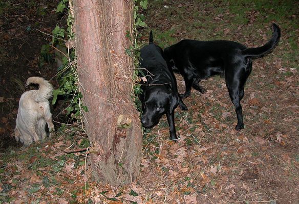 Attraction of the Mud and Stream
