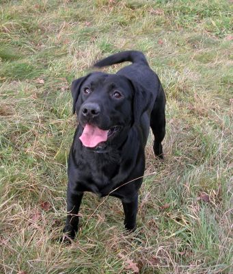 Happy Dog
Palabras clave: dog, smiling, happy