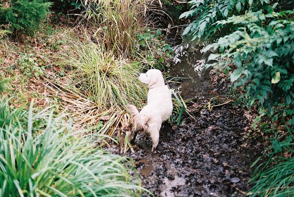 Joe in his favourite place -- the small stream
Joe loves mud.  The more of it, the merrier.  The small stream that runs through our property was a source of constant enjoyment for Joe.
Palabras Clave: mud, Joe, stream, Golden Retriever, dog, Lucies Farm