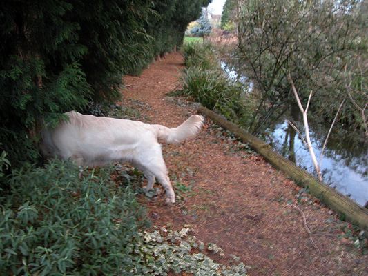 Joe Hunting for something Exciting
Keywords: Joe, Golden Retriever, dog, Lucies Farm