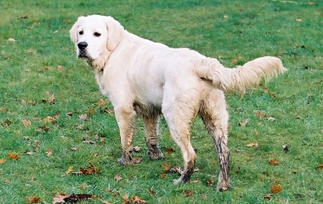 Joe
الكلمات الإستدلالية(لتسهيل البحث): Golden retriever, Joe, muddy, Lucies Farm, dog