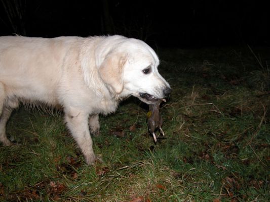 Joe With The Rat
Once of the joys of living on a farm is the "wildlife."  Aren't dogs great at finding just the one thing you wish they wouldn't?  In this case --- a rat.
Keywords: Joe, rat, dog