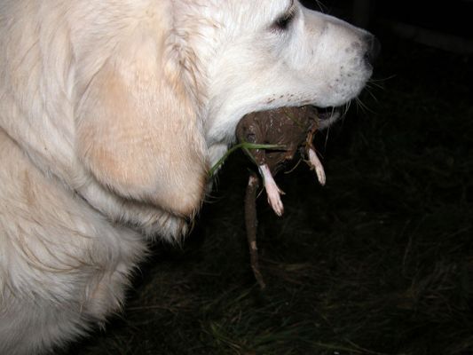 Joe With The Rat --- Up Close and Personal
Yes, we took the rat away from Joe.  But not before we snapped this quick picture to e-mail to Joe's owner on vacation in South Africa...!
Keywords: Joe, rat, dog
