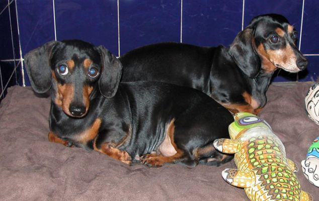 Daschunds
These two minature daschunds --- Kitty and Freida --- visited us for a few days over Christmas.
Ключови думи: Daschunds