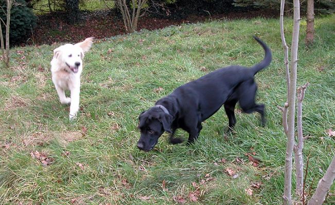Playing Together
Ključne besede: dog, Joe, boarding kennel, Lucies Farm