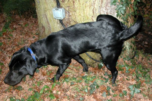 The Call of The Oak Tree
Λέξεις-κλειδιά: oak tree, dog, Lucies Farm