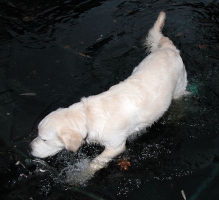 Joe in the Water
Ключови думи: Joe, water, dog