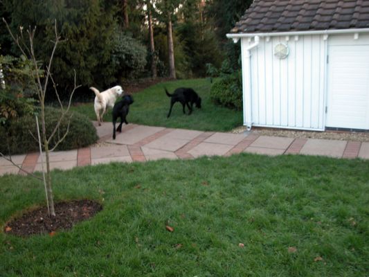 The Gang, Off to Play
الكلمات الإستدلالية(لتسهيل البحث): dogs, play, Lucies Farm