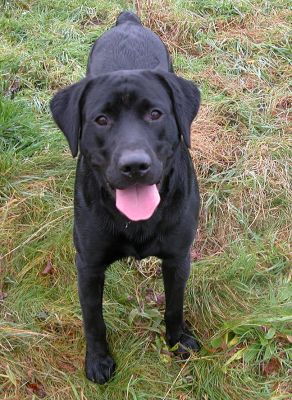 Happy Dog
Palabras Clave: dog