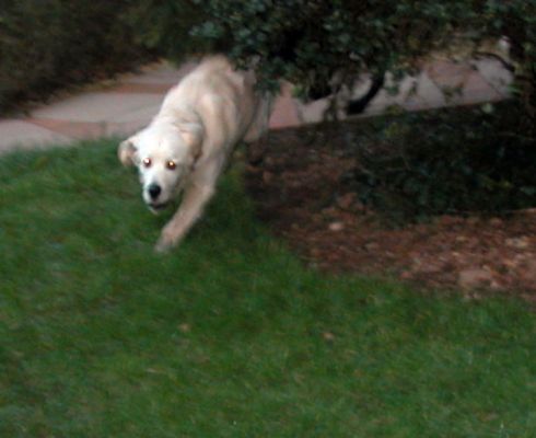 Joe --- Looking More Like a Cougar
Mots-clés: Joe