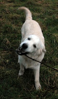 Joe and the Stick
Ключові слова: Joe