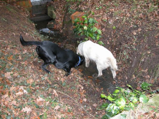 Friends in the Mud
