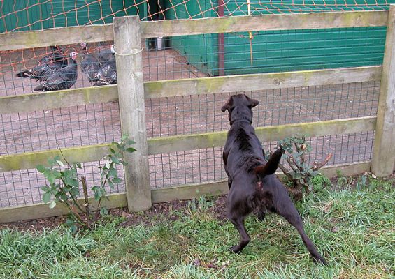 Tess Spots the Turkeys
The visiting dogs all seem to love watching the turkeys.  I guess it's a bit like us watching fish in a tank.
الكلمات الإستدلالية(لتسهيل البحث): Tess, turkeys
