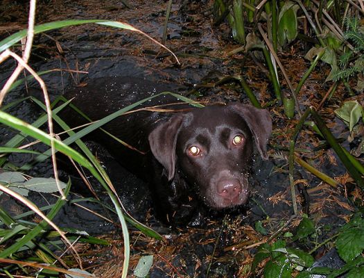 Tess Finds The Canal
Tess managed to toss her ball (deliberately, we think) into our small, shallow canal.  What's a dog to do when that happens?  Jump, of course!
الكلمات الإستدلالية(لتسهيل البحث): Tess, canal, ball, Lucies Farm, dog kennel, dog boarding