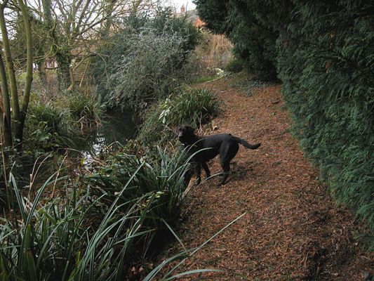 Tess on the Canal Path
Ключові слова: Tess, canal, Lucies Farm, dog