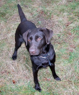 Tess Playing Catch
Waiting for the ball to be tossed . . .
Ключевые слова: Tess, dog, catch, ball, Lucies Farm