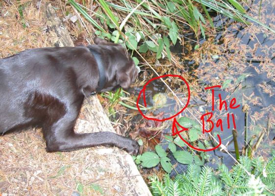 Tess Looks for Her Ball
She's tossed the yellow ball into the shallow canal.  She can see it, but will she let us get it out for her?  Or will she want to do it herself?
Schlüsselwörter: Tess, ball, canal, dog, Lucies Farm
