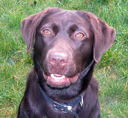 Tess
Keywords: Tess, Lucies Farm, dog