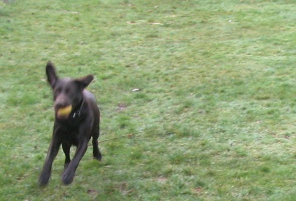 Tess Playing Catch
Tess running with the yellow ball.
Keywords: Tess, catch, dog, Lucies Farm, ball