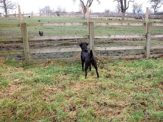 Tess Watching the Black Rock Chickens
Keywords: Tess, black rock chickens, chickens, dog, Lucies Farm