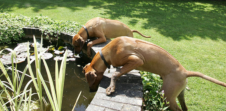 The Ridgebacks at the Drinking Hole
Clean, fresh water in stainless steel bowls in their suites --- but the Ridgebacks prefer a drink from the fish pond.
Anahtar kelimeler: fish pond Ridgebacks drinking water dogs drinking dog kennel dog boarding