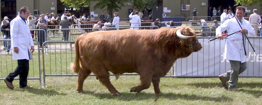 Three Counties Show - Malvern, 2004
Lord Rannoch in the show ring, being pulled by Kevin and prodded a bit by Andy.  
الكلمات الإستدلالية(لتسهيل البحث): Rannoch Three Counties judging bulls
