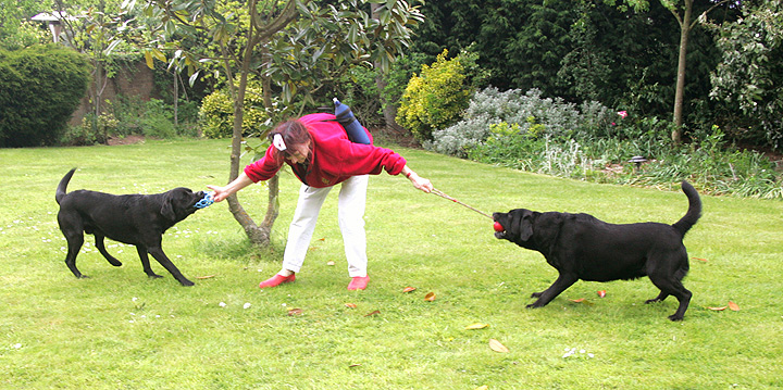 Labrador Tug-o-War
With Marjorie in the middle . . .
Anahtar kelimeler: black Labradors Otis Cole Marjorie tug-o-war dog hotel dog kennel Lucies Farm