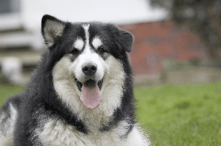 Baxter
Baxter waiting for a cookie. 
Keywords: Baxter Malamute dog