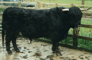 The Sewer Beast
Λέξεις-κλειδιά: Highland Cattle
